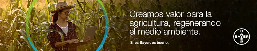 Bingo y Bayer nueva (derecha)