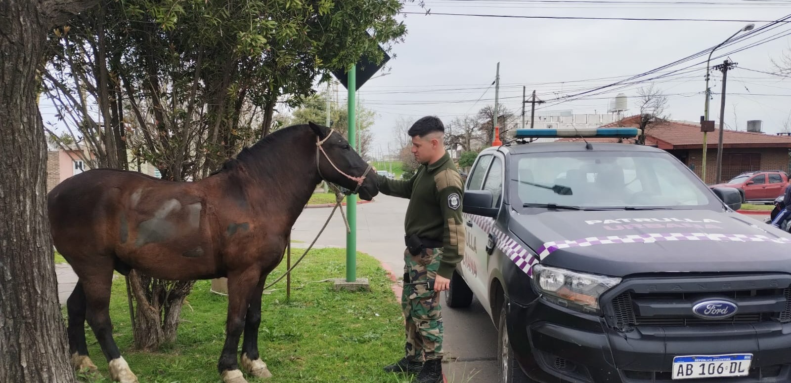 Secuestran un caballo que estaba suelto y provocó un accidente 
