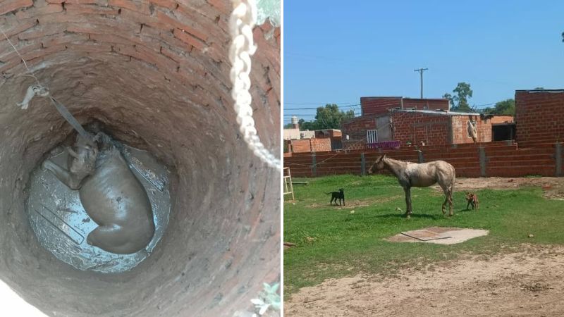 Bomberos Voluntarios rescataron a un caballo que cayó en un pozo