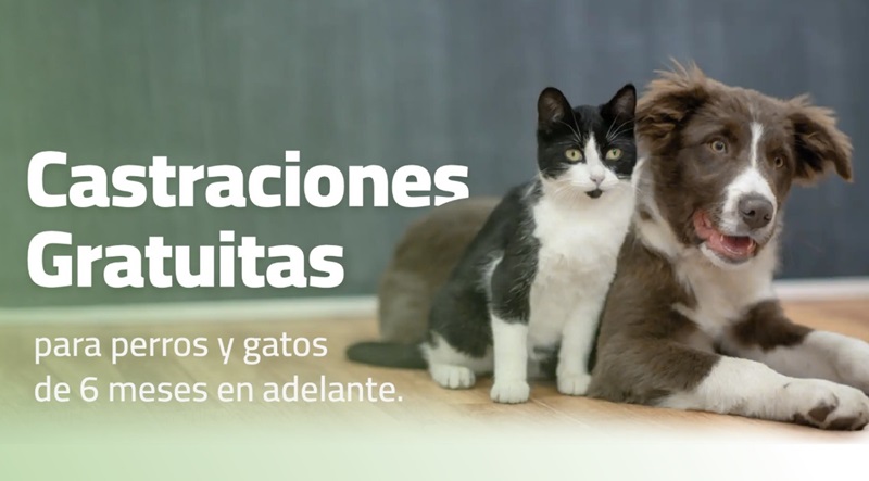 Definieron nuevas fechas de castraciones municipales gratuitas